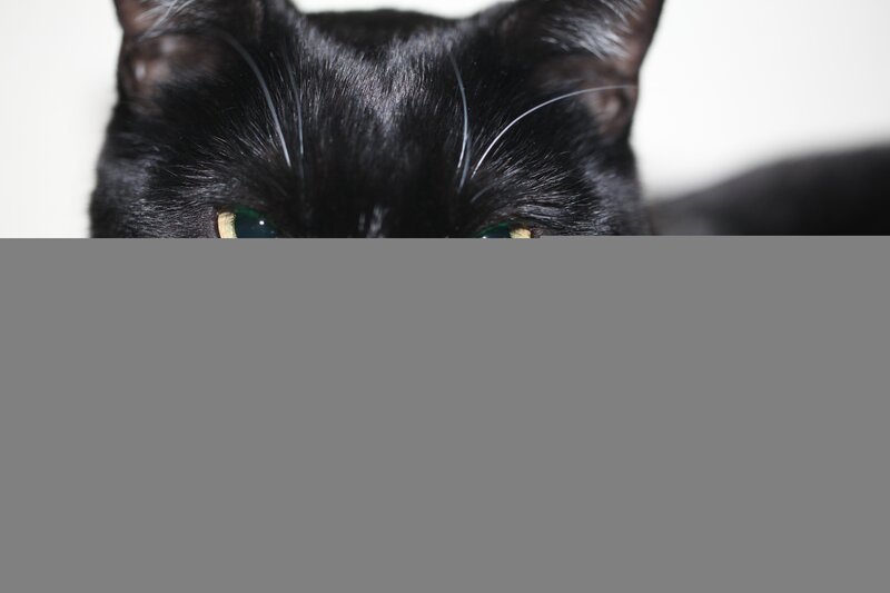 close-up of black cat eyes