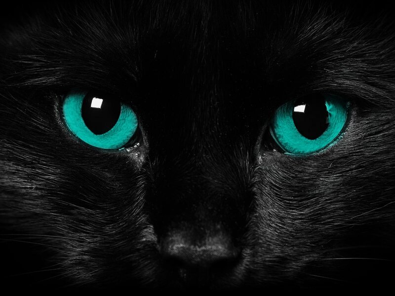 close-up of black cat eyes
