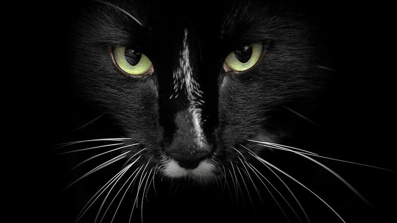 close-up of black cat eyes