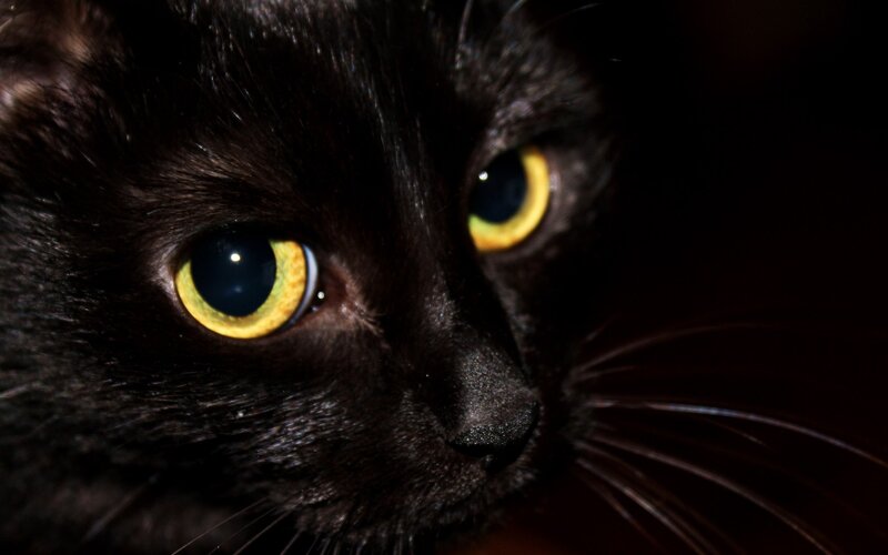 close-up of black cat eyes