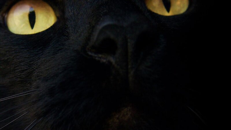close-up of black cat eyes