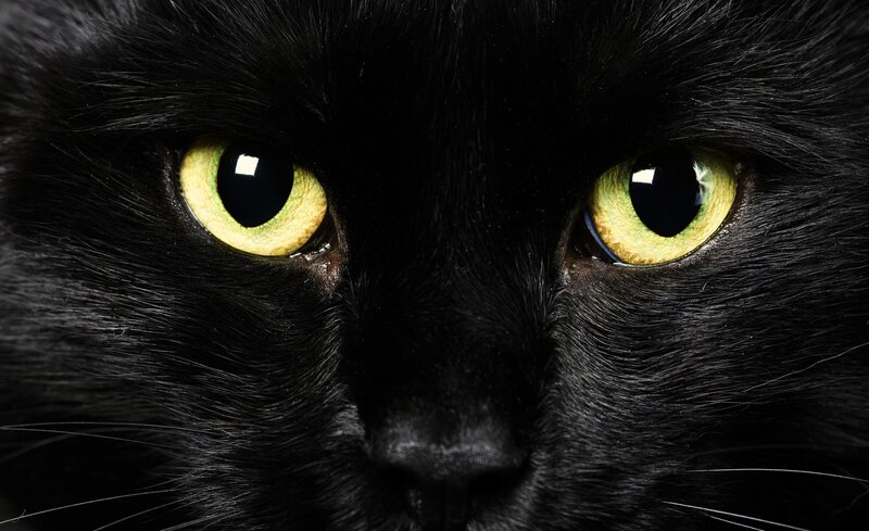 close-up of black cat eyes