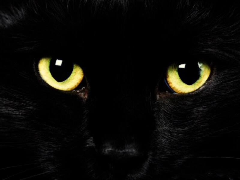 close-up of black cat eyes