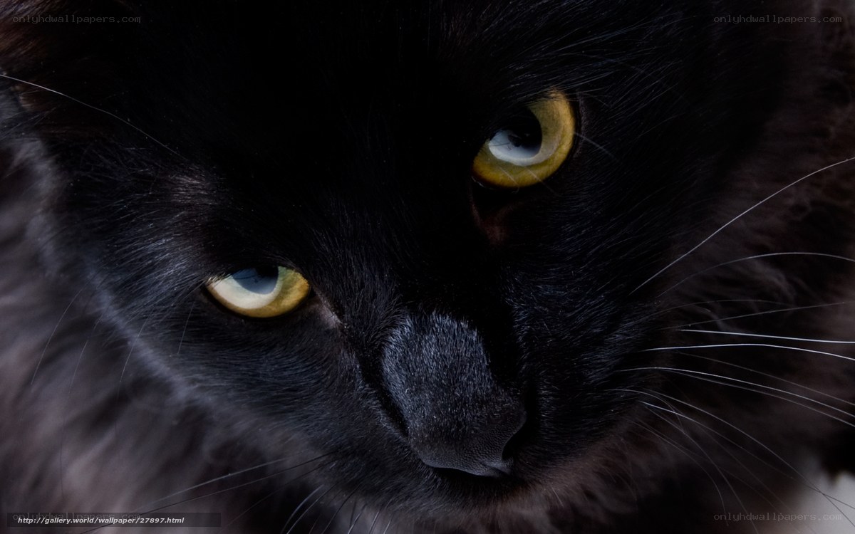 close-up of black cat eyes