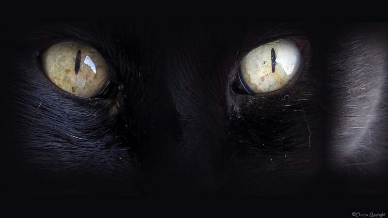 close-up of black cat eyes