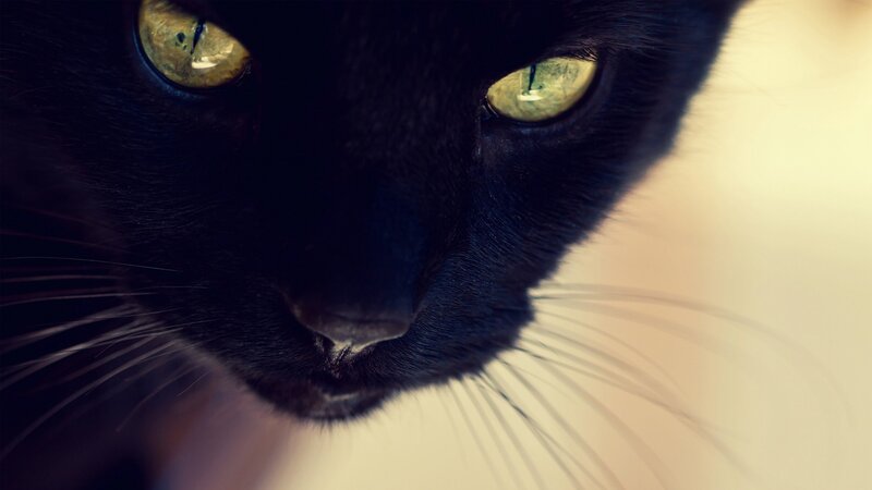close-up of black cat eyes