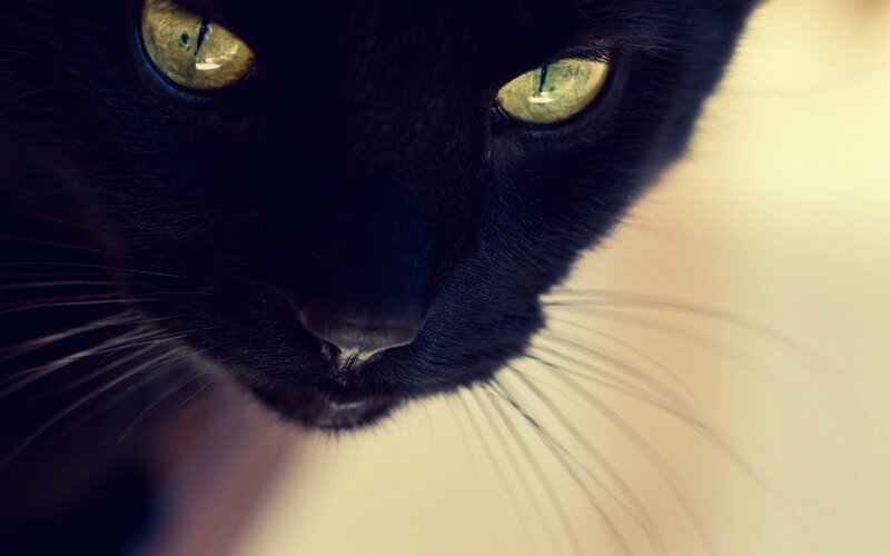 close-up of black cat eyes