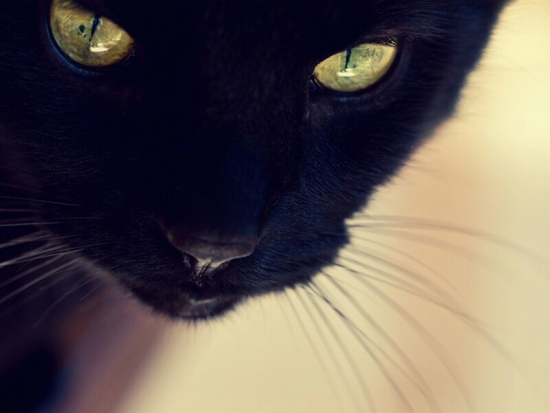 close-up of black cat eyes