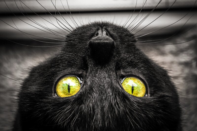 close-up of black cat eyes