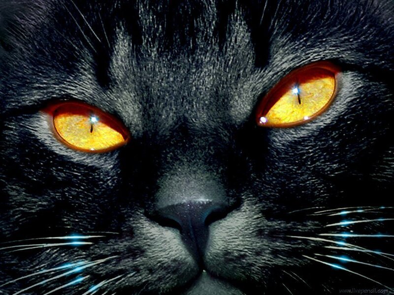 close-up of black cat eyes