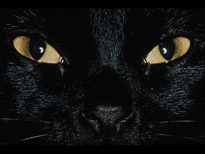 close-up of black cat eyes