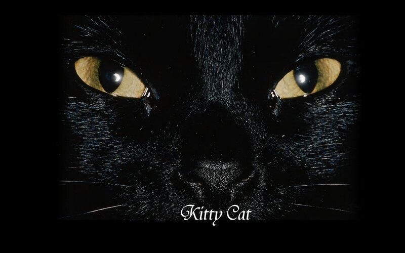 close-up of black cat eyes