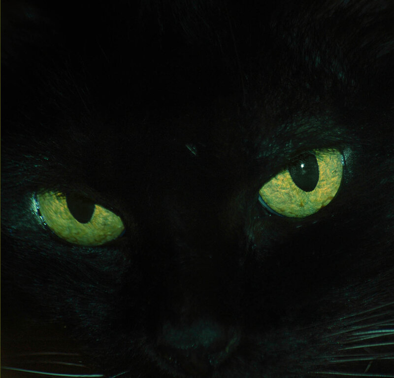 close-up of black cat eyes