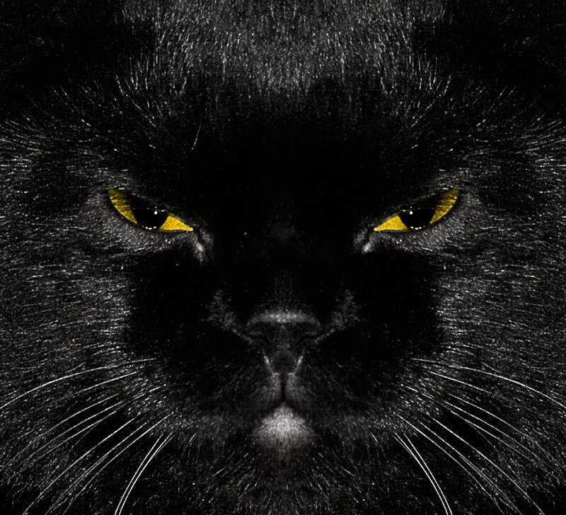close-up of black cat eyes