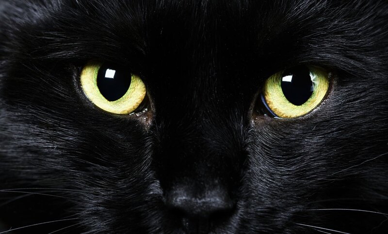 close-up of black cat eyes