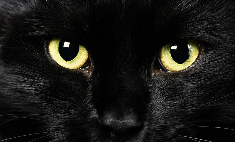 close-up of black cat eyes