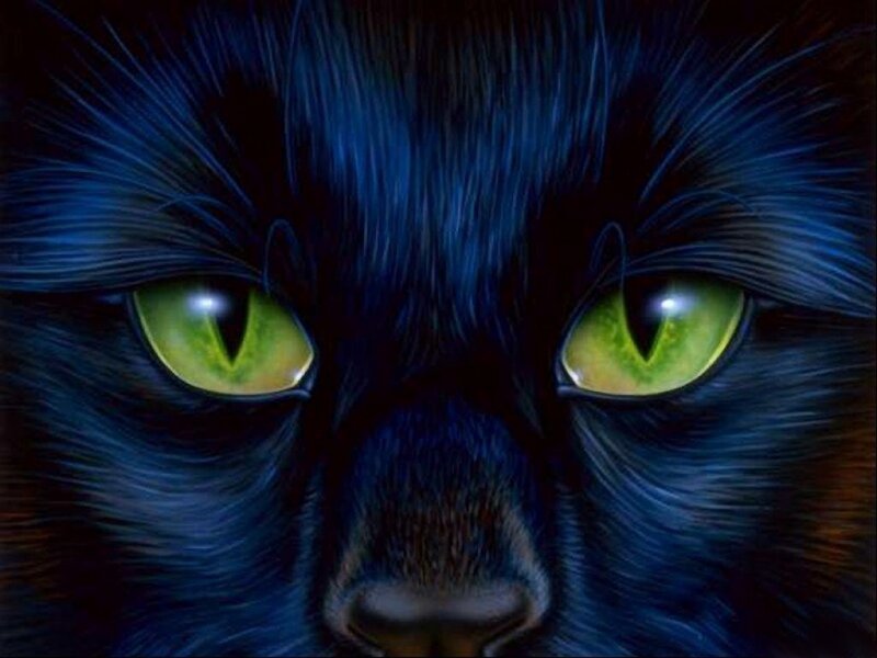 close-up of black cat eyes