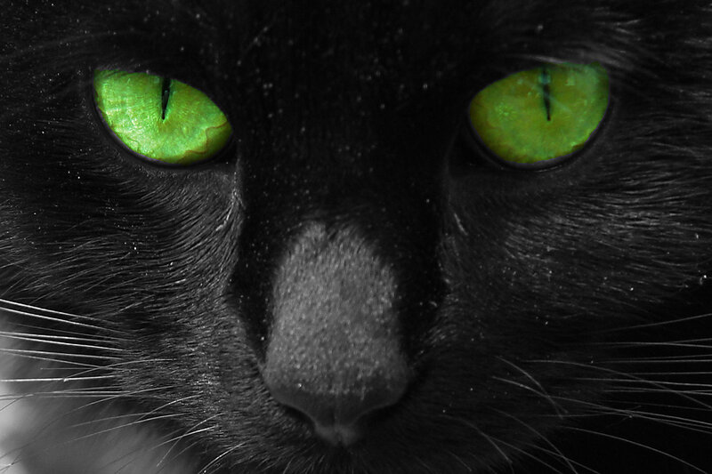 close-up of black cat eyes
