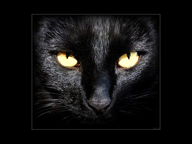 close-up of black cat eyes