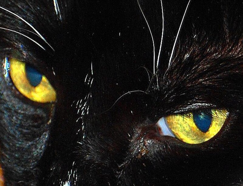 close-up of black cat eyes