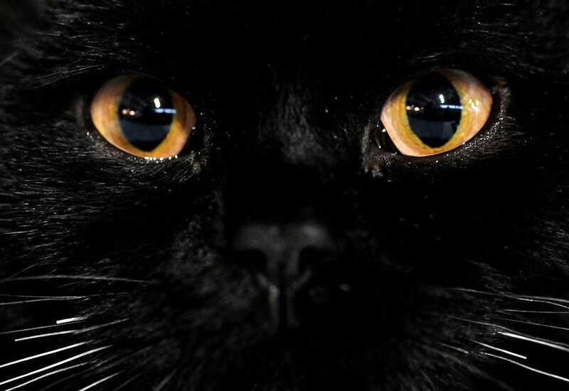close-up of black cat eyes