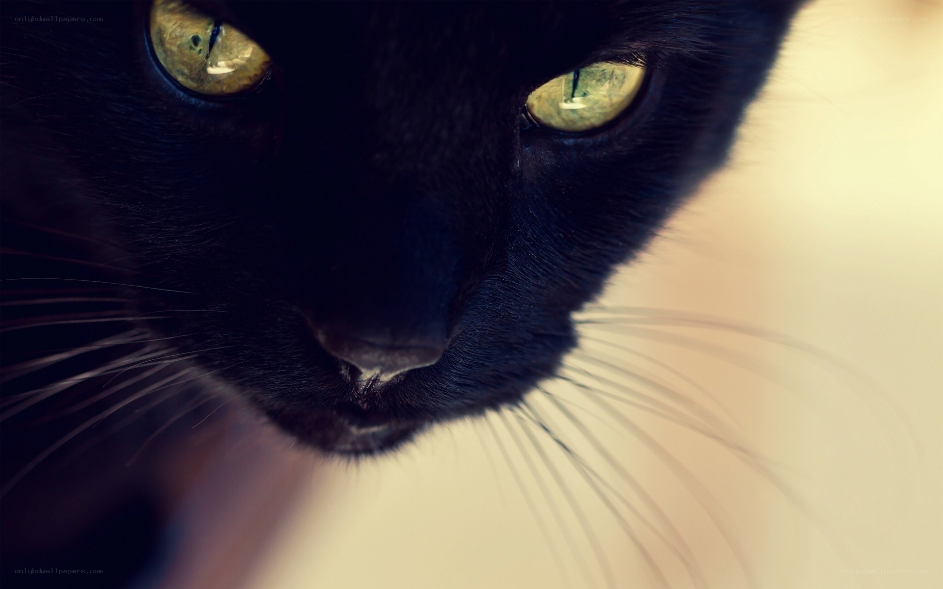 close-up of black cat eyes