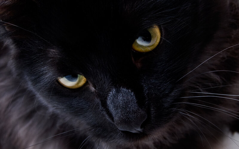 close-up of black cat eyes