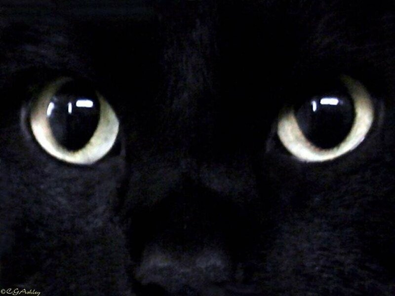 close-up of black cat eyes