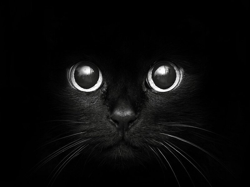 close-up of black cat eyes