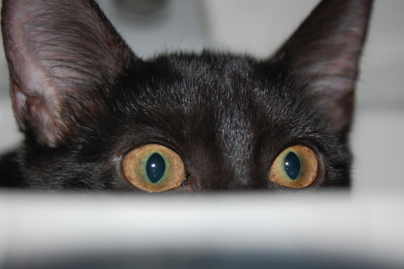close-up of black cat eyes