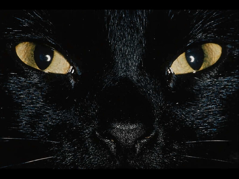 close-up of black cat eyes