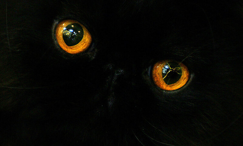 close-up of black cat eyes