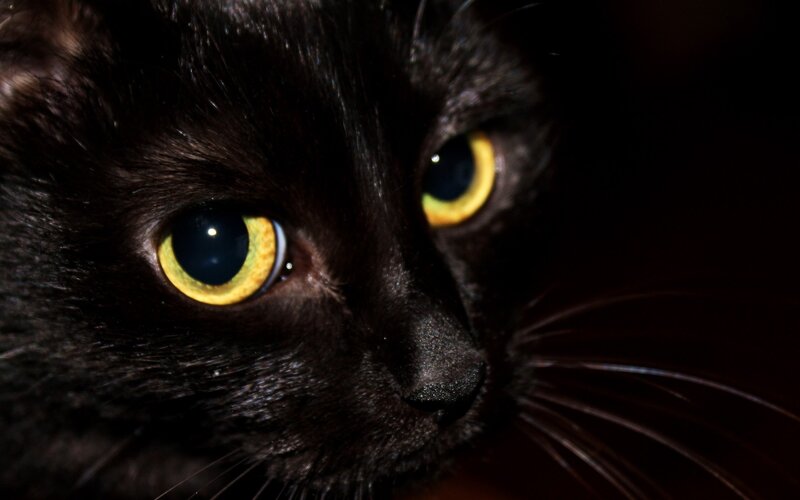 close-up of black cat eyes