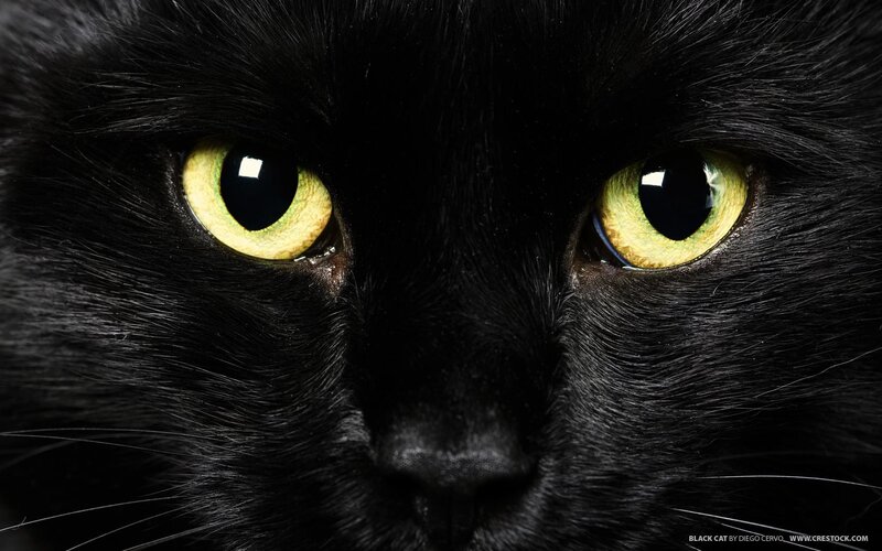 Close-up of black cat eyes