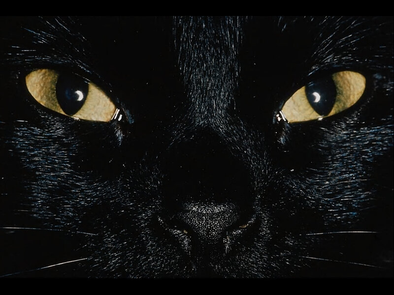 close-up of black cat eyes