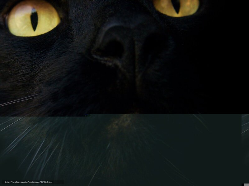 close-up of black cat eyes