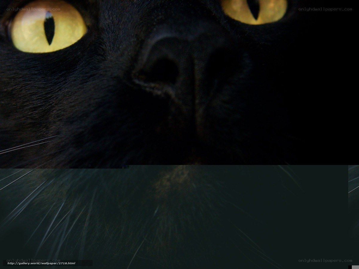 close-up of black cat eyes