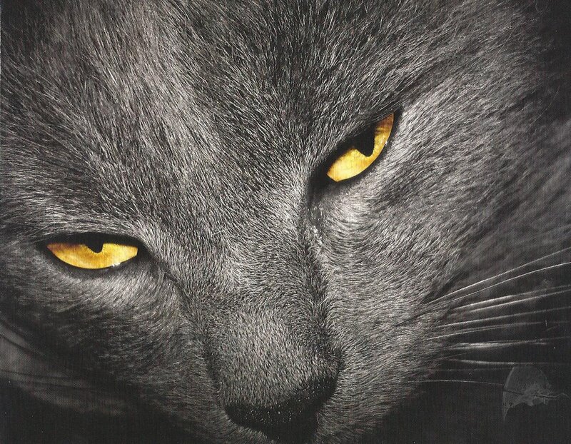 Close-up of Black Cat — Intense