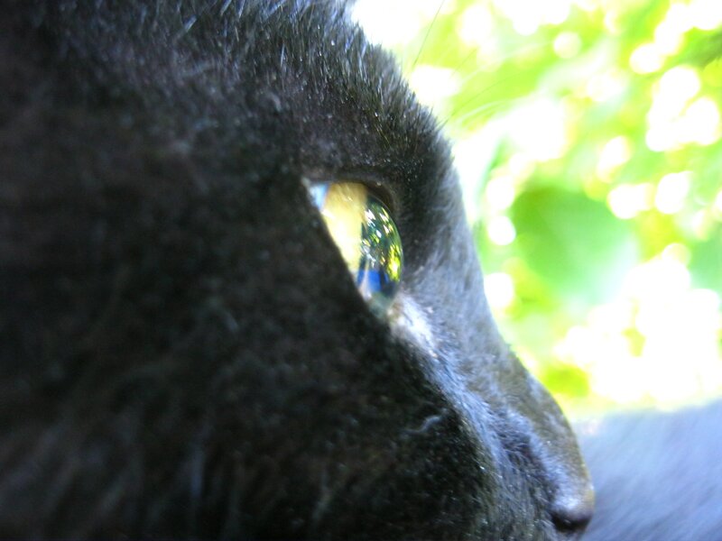 close-up of black cat's eye