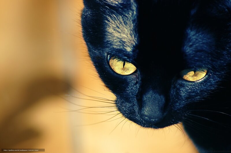 close-up of black cat
