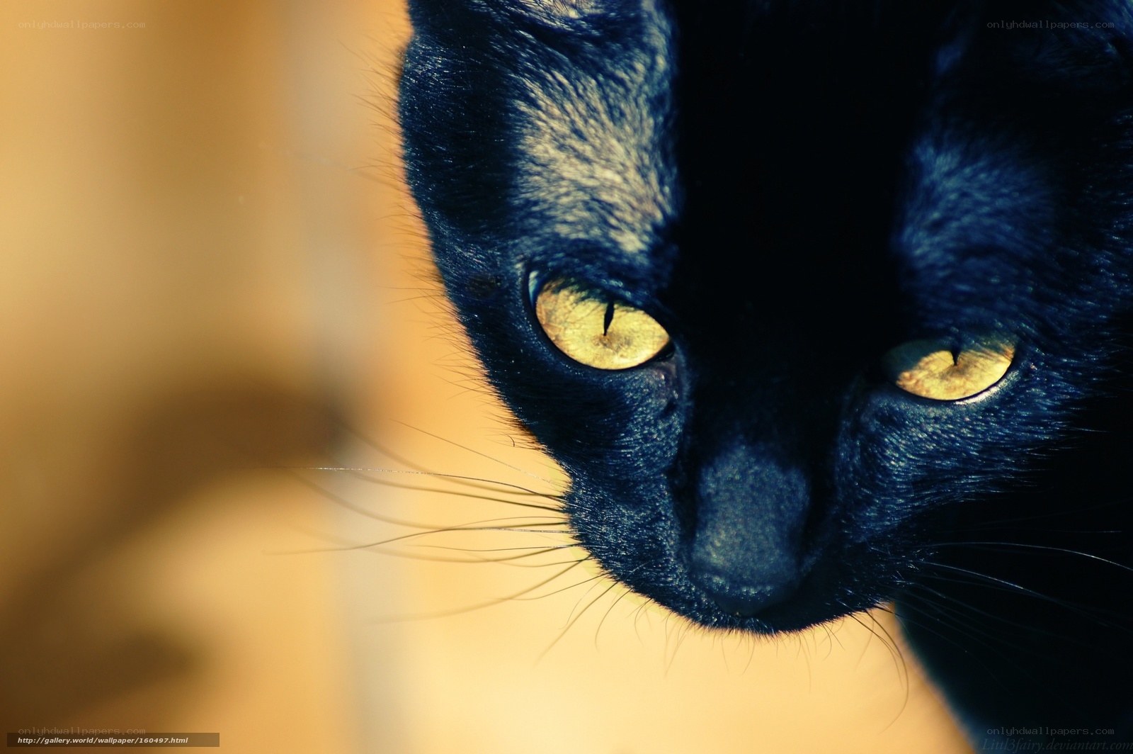 close-up of black cat