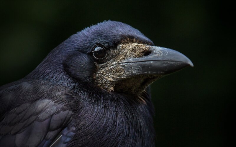 Close-up of Black Crow