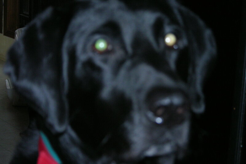 close-up of black dog