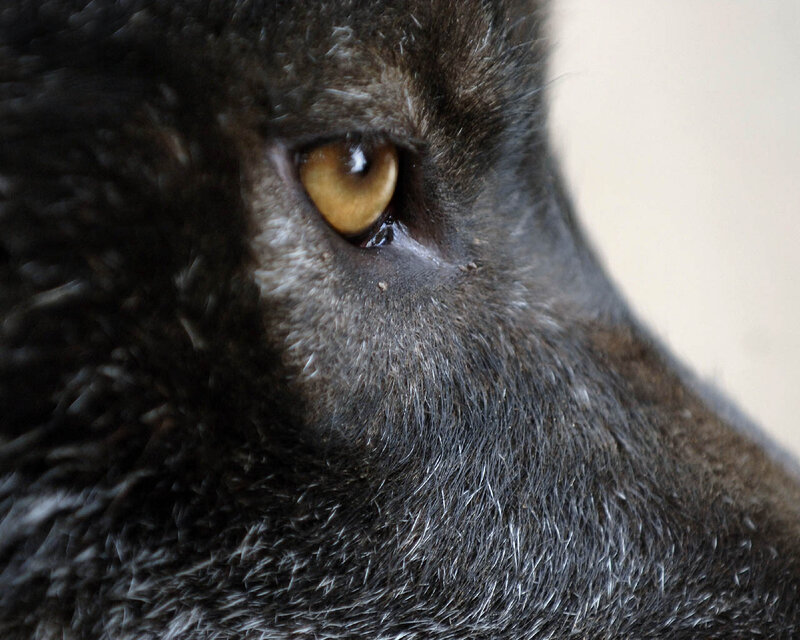 Close-up of Black Dog Eye