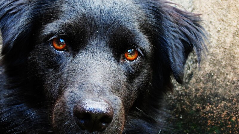 close-up of black dog