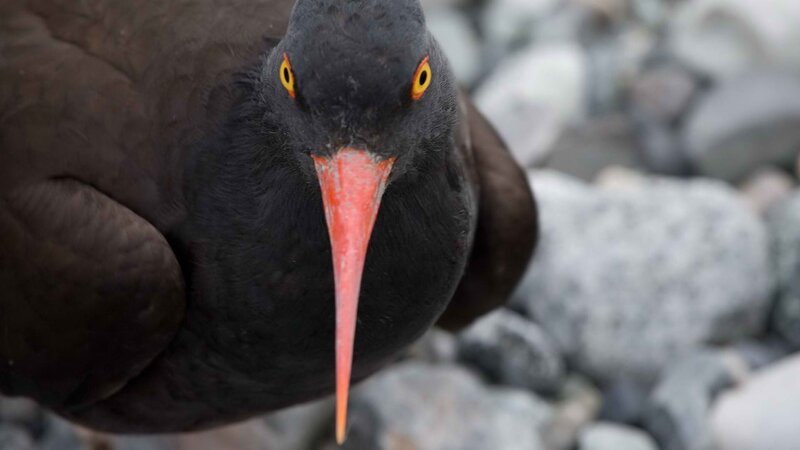 close-up of black oystercatcher