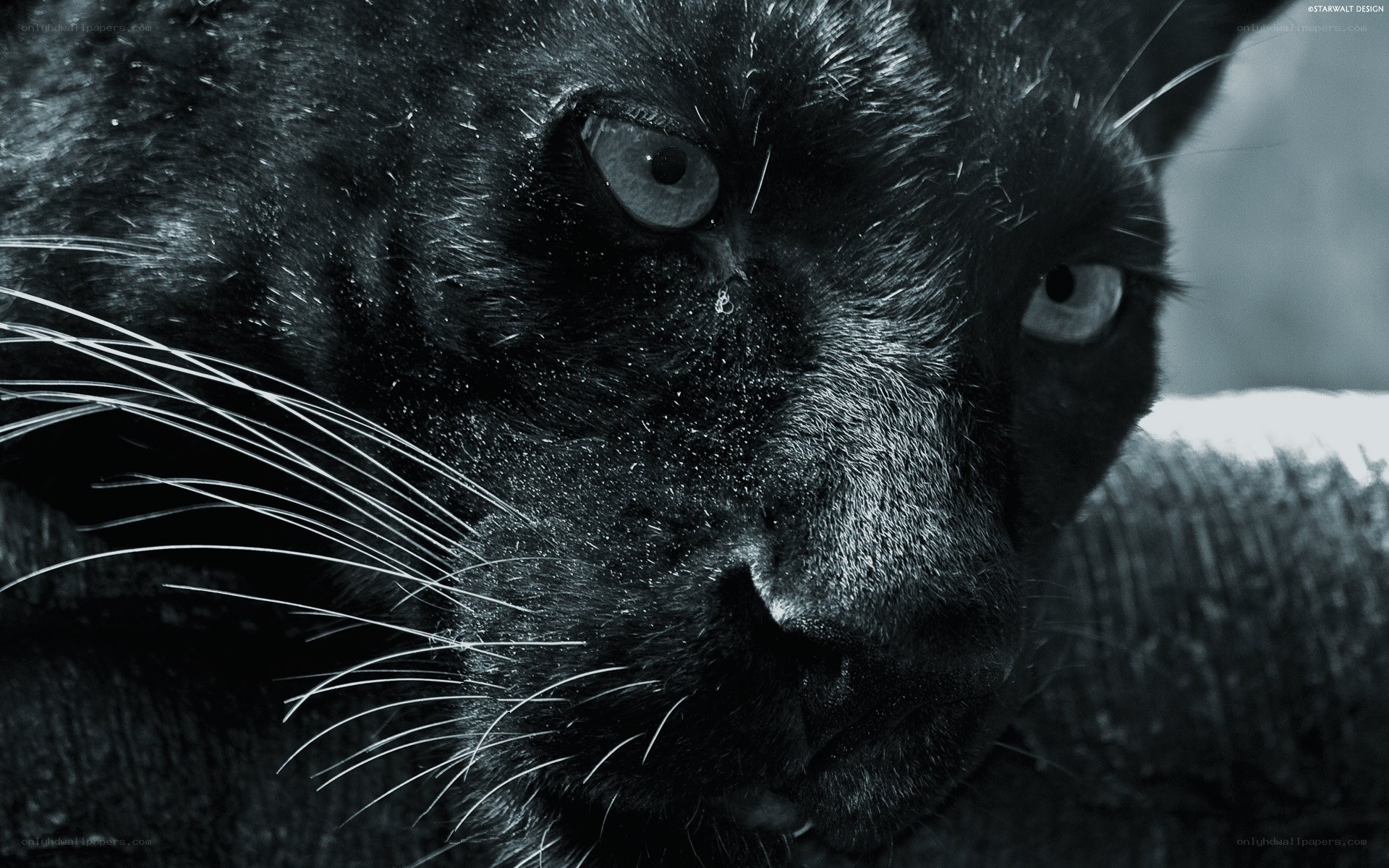 close-up of black panther