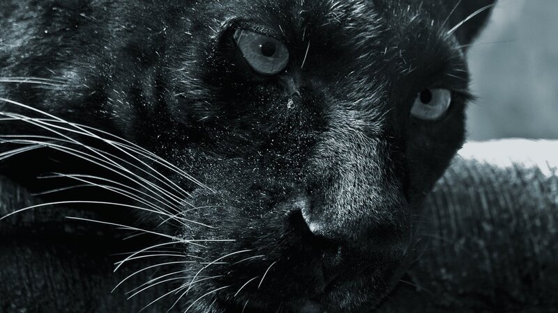 close-up of black panther