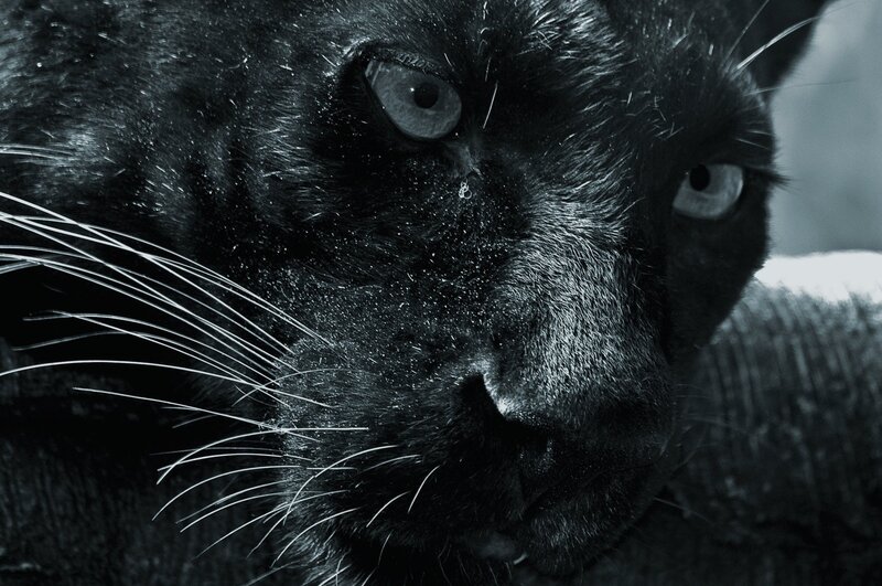 close-up of black panther