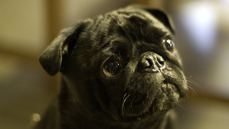 close-up of black pug dog